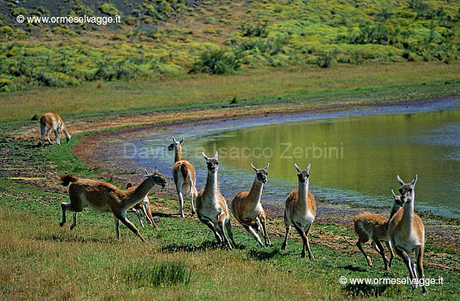 Guanachi 32-10-03